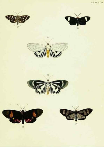 Reproducción/Reproduction 22621413971: De uitlandsche kapellen voorkomende in de drie waereld-deelen, Asia, Africa en America,. Amsteldam,Chez S. J. Baalde;1779-1782.