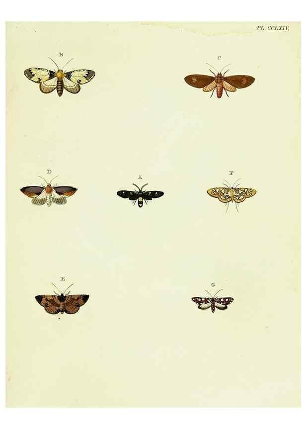 Reproducción/Reproduction 22610194145: De uitlandsche kapellen voorkomende in de drie waereld-deelen, Asia, Africa en America,. Amsteldam,Chez S. J. Baalde;1779-1782.