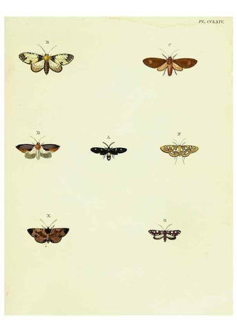 Reproducción/Reproduction 22610194145: De uitlandsche kapellen voorkomende in de drie waereld-deelen, Asia, Africa en America,. Amsteldam,Chez S. J. Baalde;1779-1782.