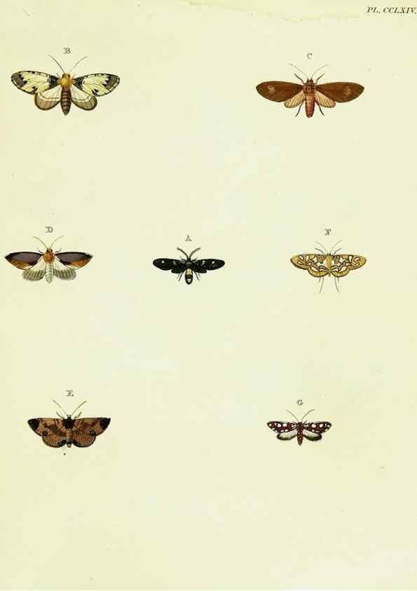 Reproducción/Reproduction 22610194145: De uitlandsche kapellen voorkomende in de drie waereld-deelen, Asia, Africa en America,. Amsteldam,Chez S. J. Baalde;1779-1782.