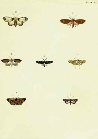 Reproducción/Reproduction 22610194145: De uitlandsche kapellen voorkomende in de drie waereld-deelen, Asia, Africa en America,. Amsteldam,Chez S. J. Baalde;1779-1782.