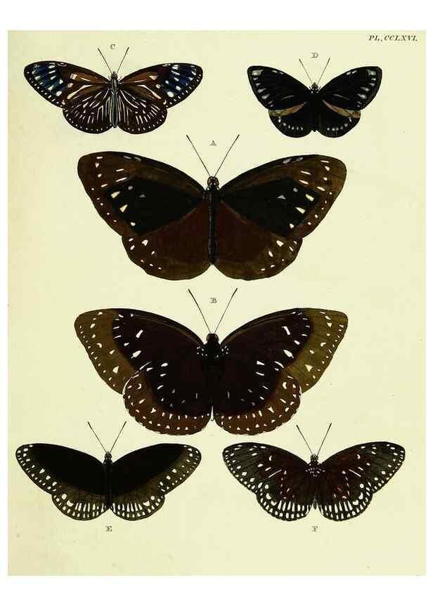 Reproducción/Reproduction 22621434231: De uitlandsche kapellen voorkomende in de drie waereld-deelen, Asia, Africa en America,. Amsteldam,Chez S. J. Baalde;1779-1782.