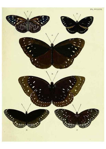 Reproducción/Reproduction 22621434231: De uitlandsche kapellen voorkomende in de drie waereld-deelen, Asia, Africa en America,. Amsteldam,Chez S. J. Baalde;1779-1782.