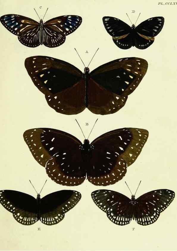 Reproducción/Reproduction 22621434231: De uitlandsche kapellen voorkomende in de drie waereld-deelen, Asia, Africa en America,. Amsteldam,Chez S. J. Baalde;1779-1782.