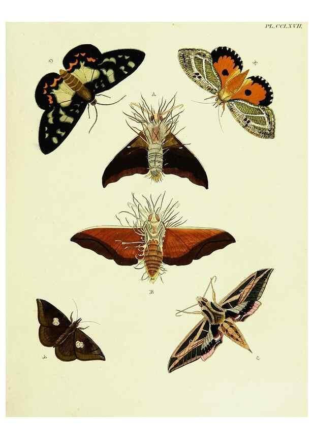 Reproducción/Reproduction 22610215005: De uitlandsche kapellen voorkomende in de drie waereld-deelen, Asia, Africa en America,. Amsteldam,Chez S. J. Baalde;1779-1782.