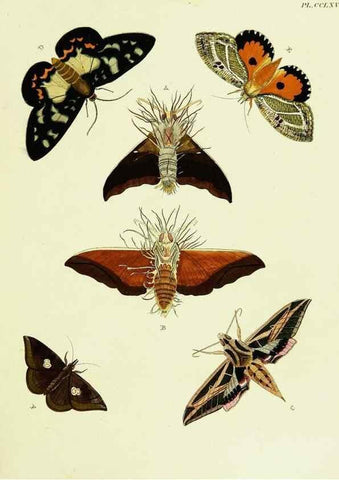 Reproducción/Reproduction 22610215005: De uitlandsche kapellen voorkomende in de drie waereld-deelen, Asia, Africa en America,. Amsteldam,Chez S. J. Baalde;1779-1782.