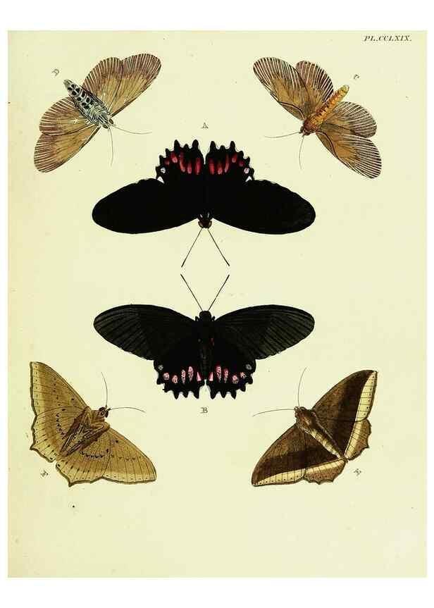 Reproducción/Reproduction 22610223815: De uitlandsche kapellen voorkomende in de drie waereld-deelen, Asia, Africa en America,. Amsteldam,Chez S. J. Baalde;1779-1782.