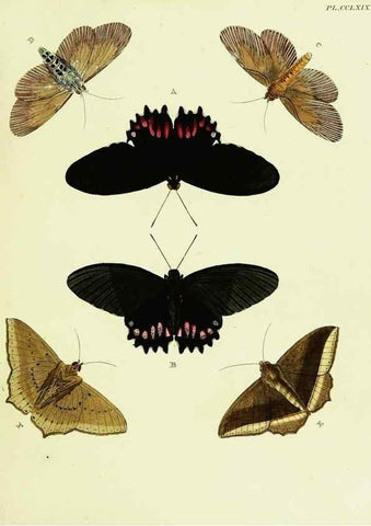 Reproducción/Reproduction 22610223815: De uitlandsche kapellen voorkomende in de drie waereld-deelen, Asia, Africa en America,. Amsteldam,Chez S. J. Baalde;1779-1782.