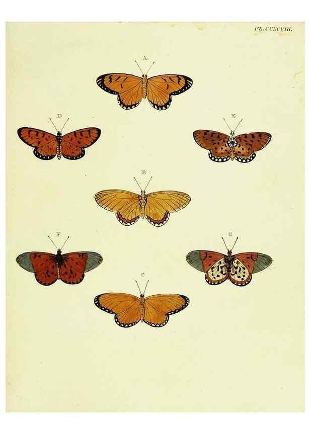 Reproducción/Reproduction 22621565691: De uitlandsche kapellen voorkomende in de drie waereld-deelen, Asia, Africa en America,. Amsteldam,Chez S. J. Baalde;1779-1782.