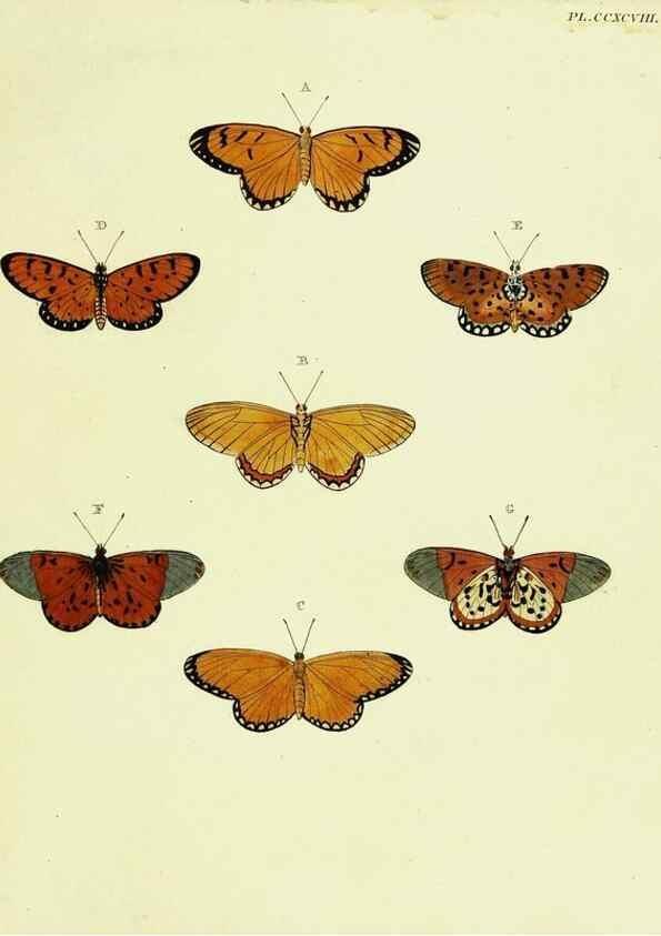 Reproducción/Reproduction 22621565691: De uitlandsche kapellen voorkomende in de drie waereld-deelen, Asia, Africa en America,. Amsteldam,Chez S. J. Baalde;1779-1782.