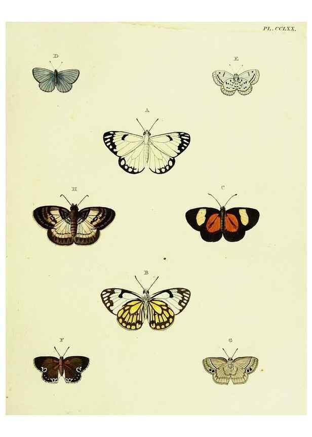 Reproducción/Reproduction 22596699972: De uitlandsche kapellen voorkomende in de drie waereld-deelen, Asia, Africa en America,. Amsteldam,Chez S. J. Baalde;1779-1782.