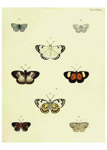 Reproducción/Reproduction 22596699972: De uitlandsche kapellen voorkomende in de drie waereld-deelen, Asia, Africa en America,. Amsteldam,Chez S. J. Baalde;1779-1782.
