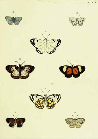 Reproducción/Reproduction 22596699972: De uitlandsche kapellen voorkomende in de drie waereld-deelen, Asia, Africa en America,. Amsteldam,Chez S. J. Baalde;1779-1782.