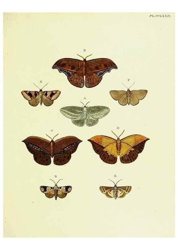 Reproducción/Reproduction 22584227336: De uitlandsche kapellen voorkomende in de drie waereld-deelen, Asia, Africa en America,. Amsteldam,Chez S. J. Baalde;1779-1782.