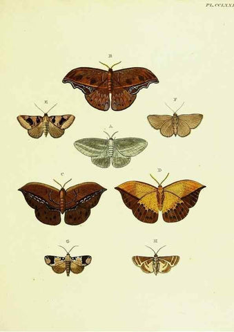 Reproducción/Reproduction 22584227336: De uitlandsche kapellen voorkomende in de drie waereld-deelen, Asia, Africa en America,. Amsteldam,Chez S. J. Baalde;1779-1782.