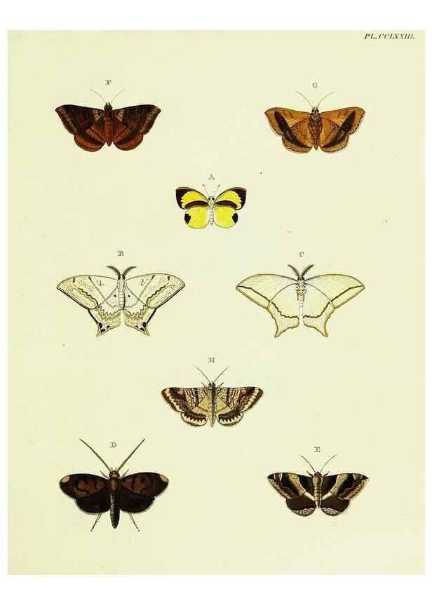 Reproducción/Reproduction 21989080813: De uitlandsche kapellen voorkomende in de drie waereld-deelen, Asia, Africa en America,. Amsteldam,Chez S. J. Baalde;1779-1782.