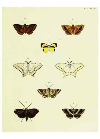 Reproducción/Reproduction 21989080813: De uitlandsche kapellen voorkomende in de drie waereld-deelen, Asia, Africa en America,. Amsteldam,Chez S. J. Baalde;1779-1782.