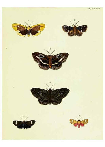 Reproducción/Reproduction 22621465691: De uitlandsche kapellen voorkomende in de drie waereld-deelen, Asia, Africa en America,. Amsteldam,Chez S. J. Baalde;1779-1782.