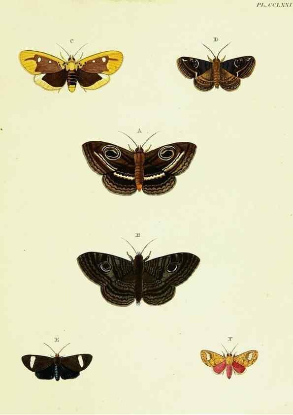 Reproducción/Reproduction 22621465691: De uitlandsche kapellen voorkomende in de drie waereld-deelen, Asia, Africa en America,. Amsteldam,Chez S. J. Baalde;1779-1782.