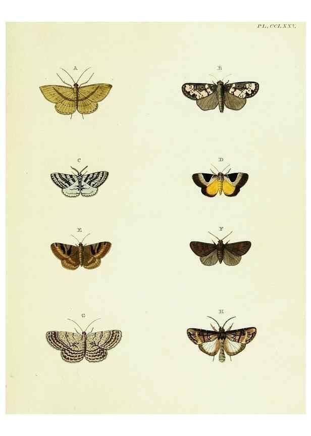 Reproducción/Reproduction 22584241236: De uitlandsche kapellen voorkomende in de drie waereld-deelen, Asia, Africa en America,. Amsteldam,Chez S. J. Baalde;1779-1782.