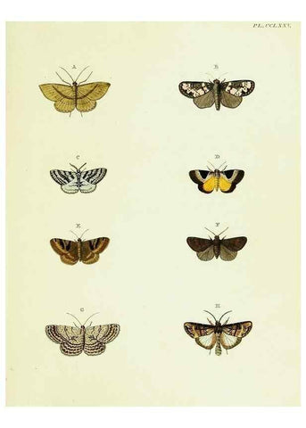 Reproducción/Reproduction 22584241236: De uitlandsche kapellen voorkomende in de drie waereld-deelen, Asia, Africa en America,. Amsteldam,Chez S. J. Baalde;1779-1782.