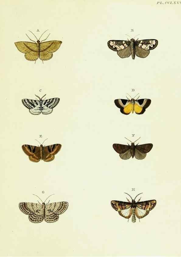Reproducción/Reproduction 22584241236: De uitlandsche kapellen voorkomende in de drie waereld-deelen, Asia, Africa en America,. Amsteldam,Chez S. J. Baalde;1779-1782.