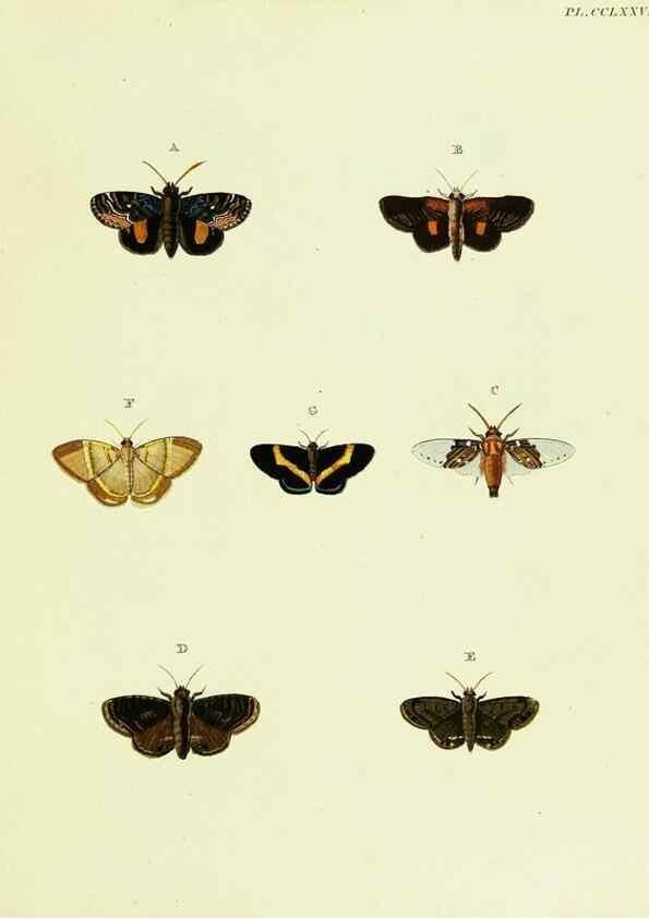 Reproducción/Reproduction 21987477284: De uitlandsche kapellen voorkomende in de drie waereld-deelen, Asia, Africa en America,. Amsteldam,Chez S. J. Baalde;1779-1782.