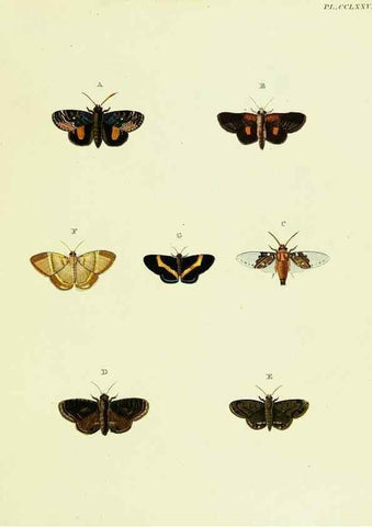 Reproducción/Reproduction 21987477284: De uitlandsche kapellen voorkomende in de drie waereld-deelen, Asia, Africa en America,. Amsteldam,Chez S. J. Baalde;1779-1782.