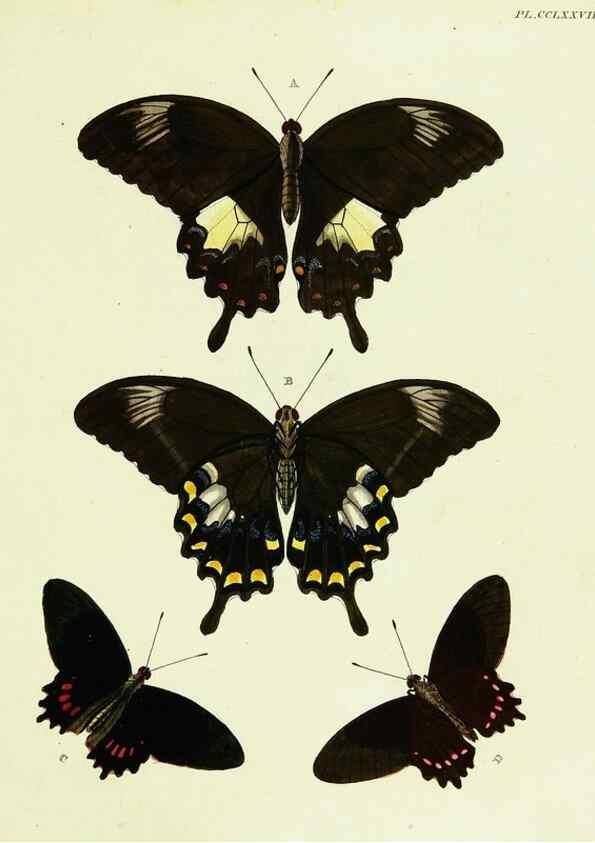 Reproducción/Reproduction 22584251986: De uitlandsche kapellen voorkomende in de drie waereld-deelen, Asia, Africa en America,. Amsteldam,Chez S. J. Baalde;1779-1782.