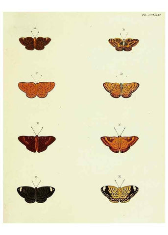 Reproducción/Reproduction 21987457254: De uitlandsche kapellen voorkomende in de drie waereld-deelen, Asia, Africa en America,. Amsteldam,Chez S. J. Baalde;1779-1782.