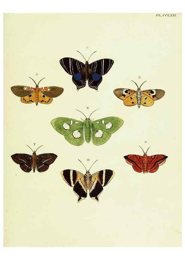 Reproducción/Reproduction 22596659152: De uitlandsche kapellen voorkomende in de drie waereld-deelen, Asia, Africa en America,. Amsteldam,Chez S. J. Baalde;1779-1782.