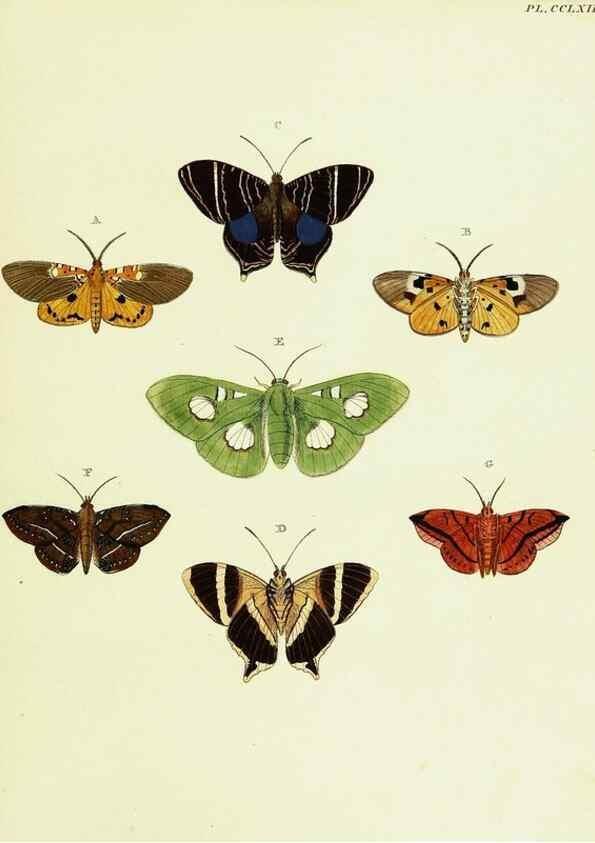 Reproducción/Reproduction 22596659152: De uitlandsche kapellen voorkomende in de drie waereld-deelen, Asia, Africa en America,. Amsteldam,Chez S. J. Baalde;1779-1782.