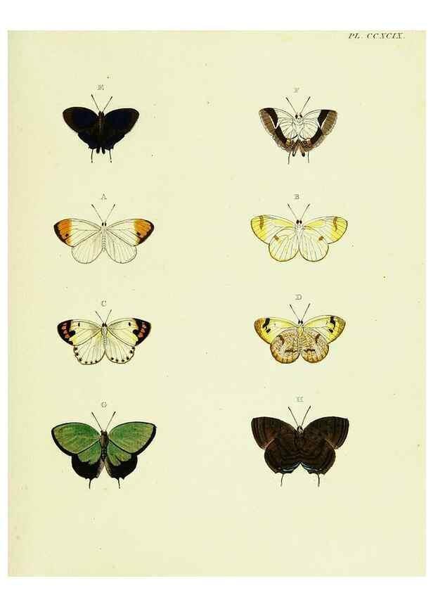 Reproducción/Reproduction 22584340046: De uitlandsche kapellen voorkomende in de drie waereld-deelen, Asia, Africa en America,. Amsteldam,Chez S. J. Baalde;1779-1782.