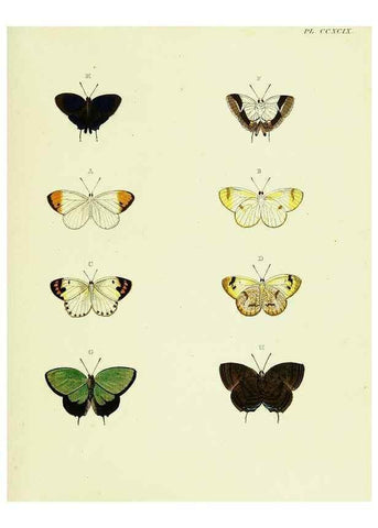 Reproducción/Reproduction 22584340046: De uitlandsche kapellen voorkomende in de drie waereld-deelen, Asia, Africa en America,. Amsteldam,Chez S. J. Baalde;1779-1782.