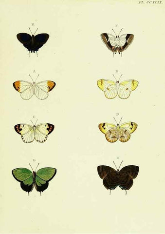 Reproducción/Reproduction 22584340046: De uitlandsche kapellen voorkomende in de drie waereld-deelen, Asia, Africa en America,. Amsteldam,Chez S. J. Baalde;1779-1782.