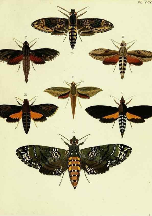 Reproducción/Reproduction 21989198593: De uitlandsche kapellen voorkomende in de drie waereld-deelen, Asia, Africa en America,. Amsteldam,Chez S. J. Baalde;1779-1782.