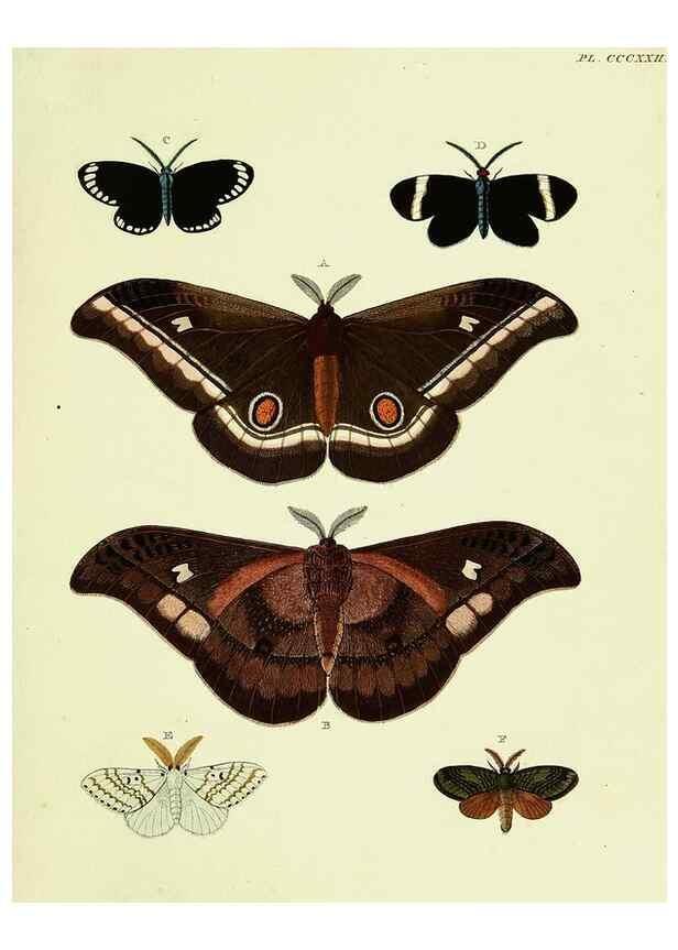 Reproducción/Reproduction 22584449066: De uitlandsche kapellen voorkomende in de drie waereld-deelen, Asia, Africa en America,. Amsteldam,Chez S. J. Baalde;1779-1782.