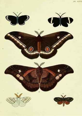 Reproducción/Reproduction 22584449066: De uitlandsche kapellen voorkomende in de drie waereld-deelen, Asia, Africa en America,. Amsteldam,Chez S. J. Baalde;1779-1782.