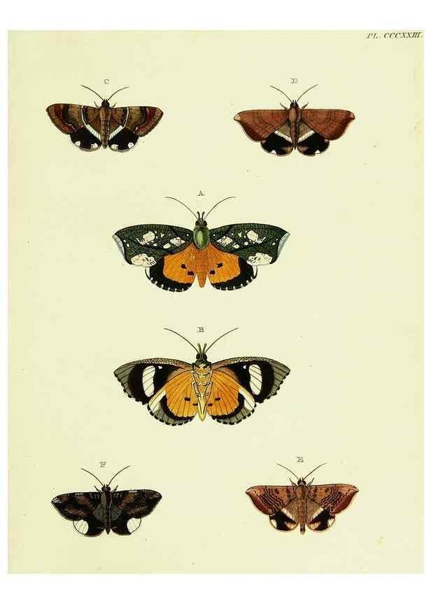 Reproducción/Reproduction 22621684401: De uitlandsche kapellen voorkomende in de drie waereld-deelen, Asia, Africa en America,. Amsteldam,Chez S. J. Baalde;1779-1782.