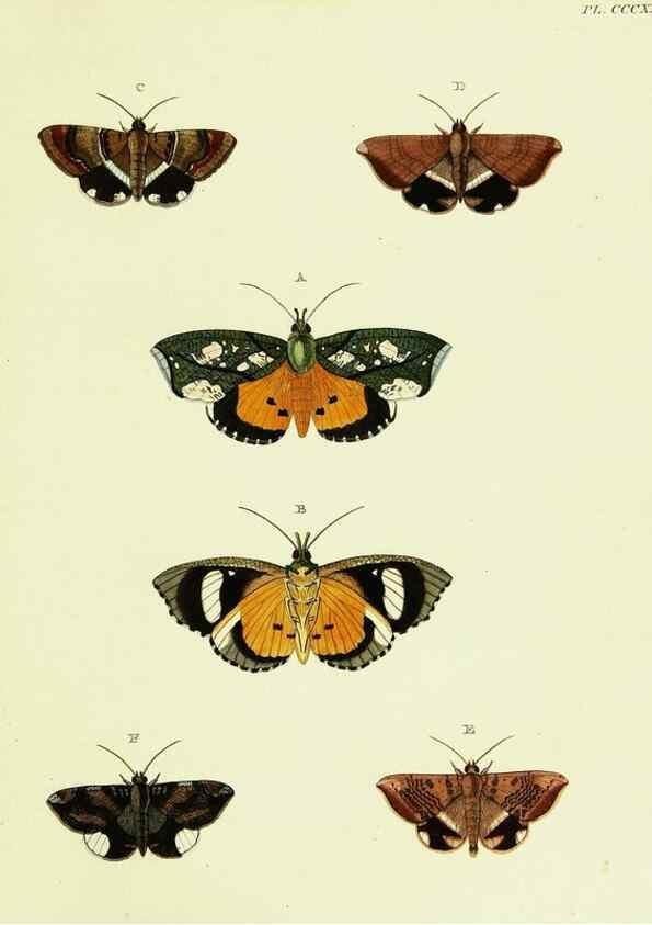 Reproducción/Reproduction 22621684401: De uitlandsche kapellen voorkomende in de drie waereld-deelen, Asia, Africa en America,. Amsteldam,Chez S. J. Baalde;1779-1782.
