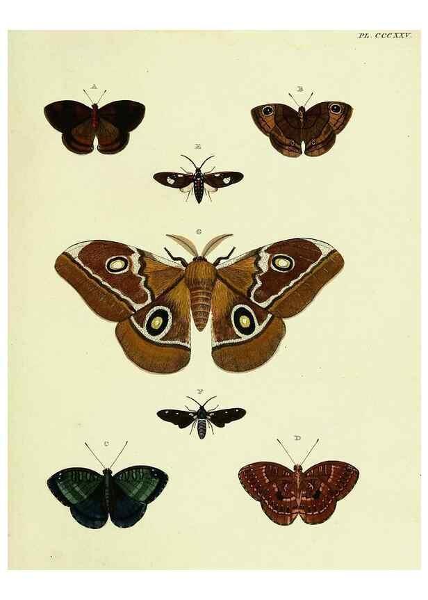 Reproducción/Reproduction 22596939272: De uitlandsche kapellen voorkomende in de drie waereld-deelen, Asia, Africa en America,. Amsteldam,Chez S. J. Baalde;1779-1782.