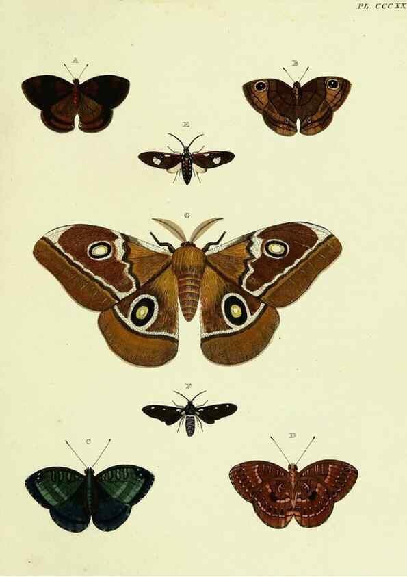 Reproducción/Reproduction 22596939272: De uitlandsche kapellen voorkomende in de drie waereld-deelen, Asia, Africa en America,. Amsteldam,Chez S. J. Baalde;1779-1782.