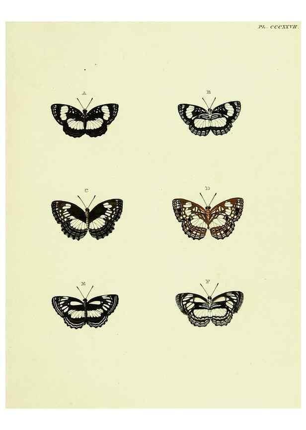 Reproducción/Reproduction 22596946962: De uitlandsche kapellen voorkomende in de drie waereld-deelen, Asia, Africa en America,. Amsteldam,Chez S. J. Baalde;1779-1782.
