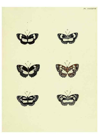 Reproducción/Reproduction 22596946962: De uitlandsche kapellen voorkomende in de drie waereld-deelen, Asia, Africa en America,. Amsteldam,Chez S. J. Baalde;1779-1782.