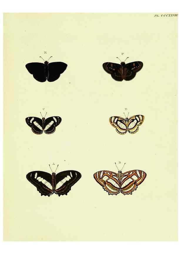 Reproducción/Reproduction 22610480175: De uitlandsche kapellen voorkomende in de drie waereld-deelen, Asia, Africa en America,. Amsteldam,Chez S. J. Baalde;1779-1782.