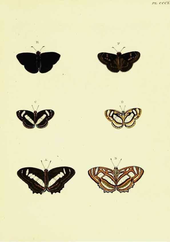 Reproducción/Reproduction 22610480175: De uitlandsche kapellen voorkomende in de drie waereld-deelen, Asia, Africa en America,. Amsteldam,Chez S. J. Baalde;1779-1782.