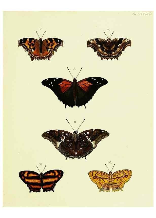 Reproducción/Reproduction 22621711791: De uitlandsche kapellen voorkomende in de drie waereld-deelen, Asia, Africa en America,. Amsteldam,Chez S. J. Baalde;1779-1782.