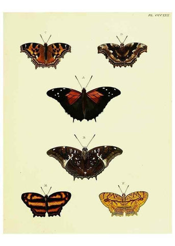 Reproducción/Reproduction 22621711791: De uitlandsche kapellen voorkomende in de drie waereld-deelen, Asia, Africa en America,. Amsteldam,Chez S. J. Baalde;1779-1782.