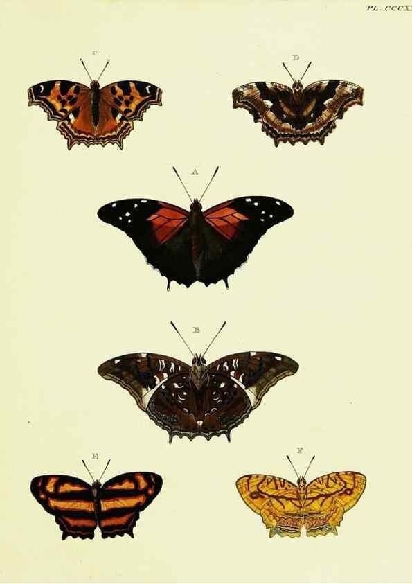 Reproducción/Reproduction 22621711791: De uitlandsche kapellen voorkomende in de drie waereld-deelen, Asia, Africa en America,. Amsteldam,Chez S. J. Baalde;1779-1782.