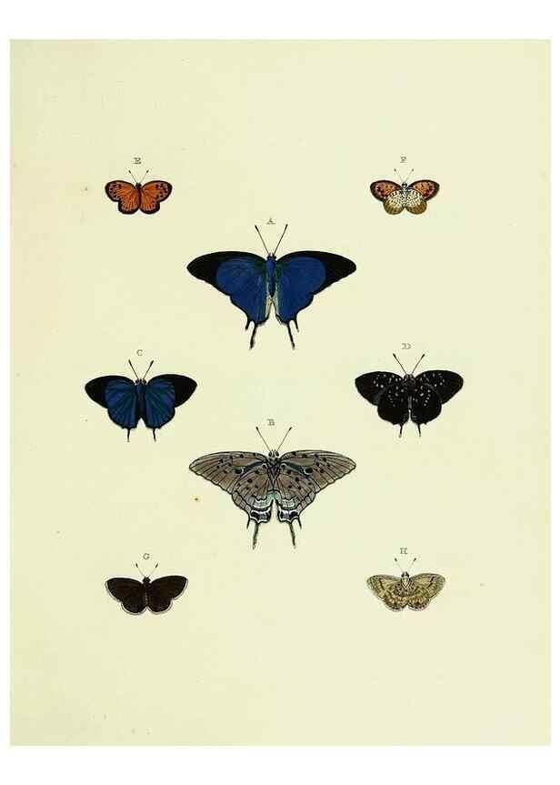 Reproducción/Reproduction 22584487386: De uitlandsche kapellen voorkomende in de drie waereld-deelen, Asia, Africa en America,. Amsteldam,Chez S. J. Baalde;1779-1782.